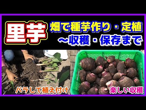 [Taro] Easy seed potato cultivation and planting for smooth growth, from harvesting to storage / ...