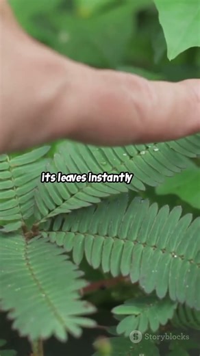 The Plant That Moves Like an Animal?! 🌱🐛 | Mimosa Pudica Mystery Explained #shorts #facts #nature