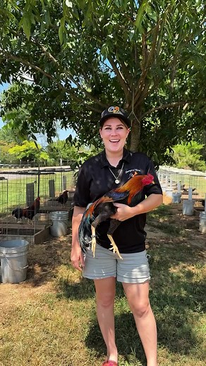 Beautiful Asil Chickens for Sale at Boneyard Farm
