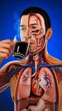 What Happens Inside Your Body When You Drink Coffee? | Full Science Explained #digestivesystem