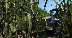 Corn School: Smoke, pollination, and silage quality