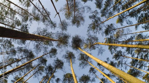 Pine Forest nature in Poland
