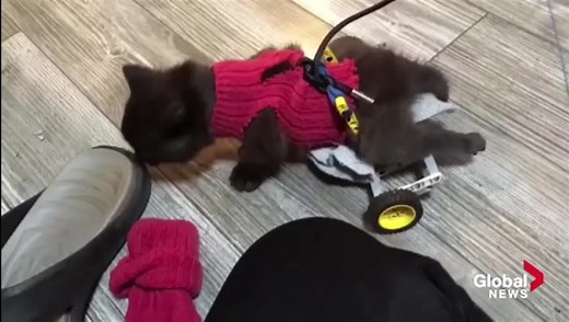 ‘We just fell in love with him’: Lego wheelchair gives stray kitten new lease on life | Globalnews.ca