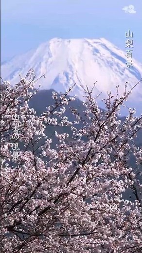 【絶景】日本さくら名所100選！大法師公園の桜が満開で見頃すぎた2026｜富士山と2,000本の桜 ｜Cherry blossoms at ooboshi Park