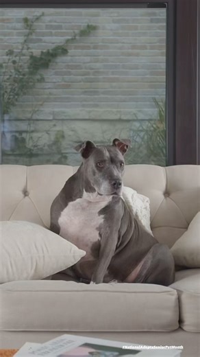 For #NationalAdoptaSeniorPetMonth, we want to share with you one of our best senior adoption stories. 🤍🩶 In Oct 2021, Nadia was adopted by our board member, Rita Sanchez. In the video, Rita describes how easily Nadia transitioned from living at YAQUI ranch to living with her at home. 🏡 Adopting a senior pet can be a wonderful experience. There are endless benefits to adopting a senior dog. Don’t be afraid to take a chance on an older pooch — they’re equally ready to be your best friend. 🐾 Me