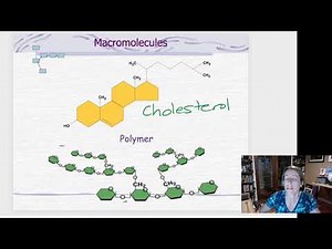 macromolecule polymer