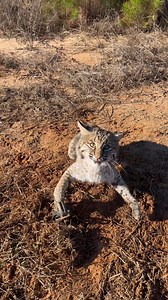 Volume up!! So much fun turning these guys a loose!! #Wildcat #bobcat #demons Black Water Trapping Supply Co. Dale Billingsley NO-BS LURES | Final Step Trapping