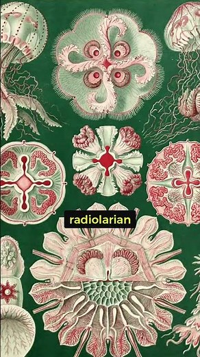 Ernst Haeckel's "Kunstformen der Natur" (1899)