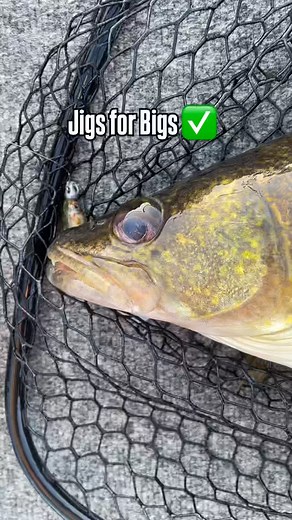Fall walleyes love a good jig bite!! #fisherman #fishinglife #walleyes #walleye #walleyefishing #jigs | Dan Spengler