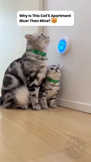 21K views · 1.2K reactions | She literally pressed the button to enter her private suite.  The way she opens the door and guides the kitten in is just too smooth. They went into the VIP lounge and left us outside. I am officially jealous of a cat. #SmartCat #CatLife #LuxuryPets #DreamHome #InteriorDesign | Smart Animals | Facebook