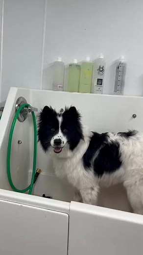 How I became a dog groomer! | Hopefully they won’t be mad 🥺 #husky #huskypuppy #huskylove #huskygram #huskylife #huskyphotography #huskypics #huskynation #dog #huskylovers #labrador #huskyofinstagram #huskylover #huskydog #huskyworld #huskypuppies #huskypup #huskysofinstagram #huskylovingclub #huskymom #huskysiberiano #huskyoftheday #huskys #huskyreq #huskyproblems #huskypic #huskyfamily #huskycute #huskyheaven #HuskyPride | Dogsbylogan