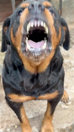 Angry Rottweiler barking sounds #dogcommunication #rottweiler #dogtalk #petsempire #puppy