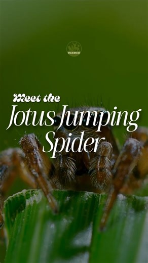 WILDERNESS | Meet the Jotus jumping spider — tiny, flashy, and fearless. Males wave their paddle-like arms and dance to impress the female. But there’s... | Instagram