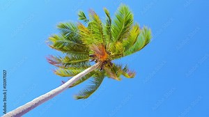 4K HDR video background of tropical coconut tree with green leaves and blue sky