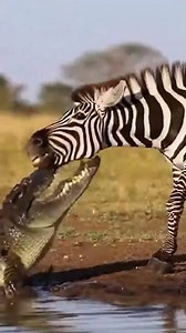 Wild Animal Fights Survival Compilation