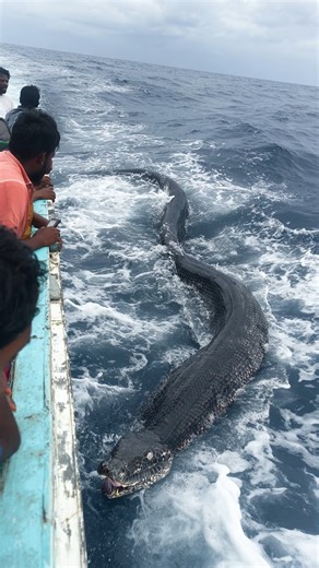 Enormous 25-Foot Sea Serpent Found Near South Africa #seaserpent #southafrica | Most Amazing Top 10
