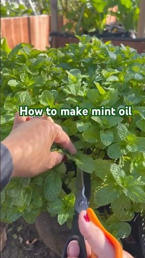 How to Make Mint Oil