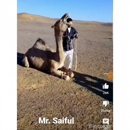 Camels are being Slaughtered