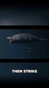 Colossal Squid's Hunting Strategy REVEALED #facts #marinemystery #deepsea