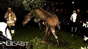 Drunk Moose