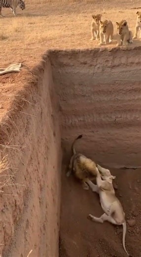 Hold Tight, Don't Let Go: The Lion's Persistence