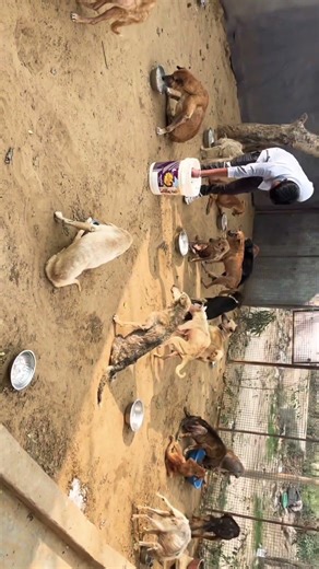 plz in ke liye hi support kar do 🙏🥺 #shortviral #petcareprovider #love petcareprovider