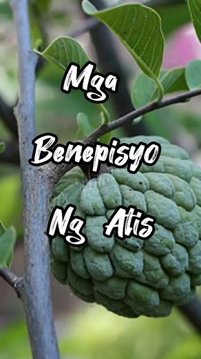 Health Benefits of Atis: Uses and Preparations