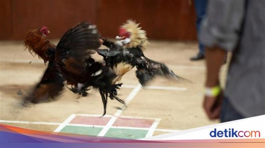Mengenal Tajen di Bali: Antara Tradisi dan Perjudian