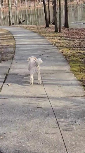 Lambeau: Where's the Bird #cockapoo