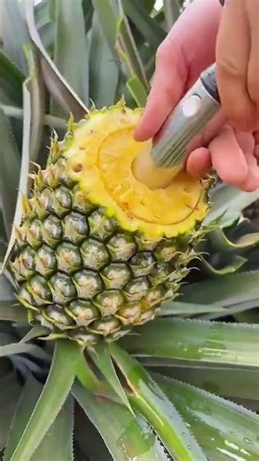 japanise pineapple #fruit #pineapple #darkfacts