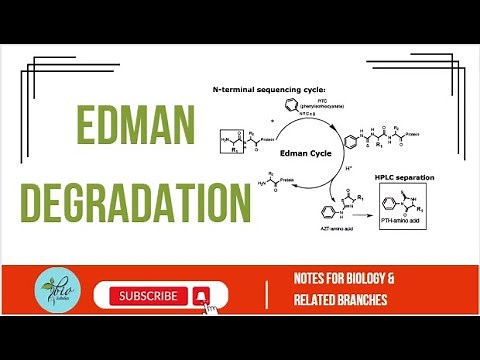 Edman Degradation: A Step-by-Step Guide || How to Sequence Proteins Using Edman Degradation