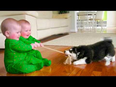 Try Not To Laugh: Funniest Baby & Dog Fail Compilation 2026 😂🤣 | Little Boss