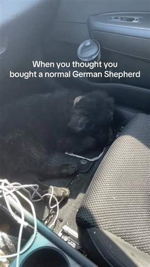 surprise surprise | German Shepherds