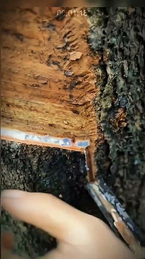 Traditional and Modern Processes in Rubber Plantations