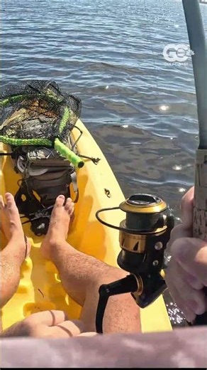 WATCH: Kayaker has close encounter with a lemon shark near Sanibel Causeway