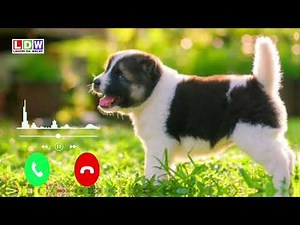 Puppy Ringtone - Dog Ringtone - Puppy Sound - Dog Sound Ringtone - Animals Ringtone