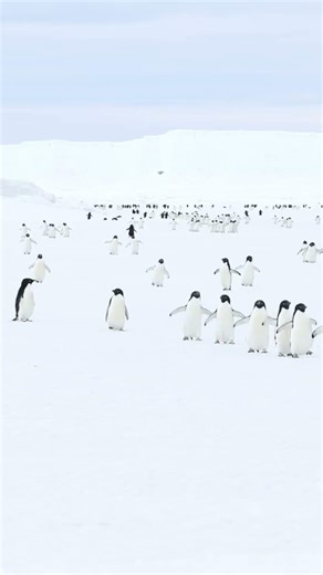 I’m starting the Adélie penguin research camp at Cape Hallett today