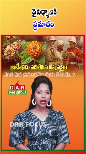 Lantana Camara Threat: Invasive Plant Endangering India’s Forests | Latest updates | DAR FOCUS