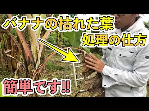 【初心者必見】バナナの枯れた葉っぱの処理！虫の防除！超簡単！