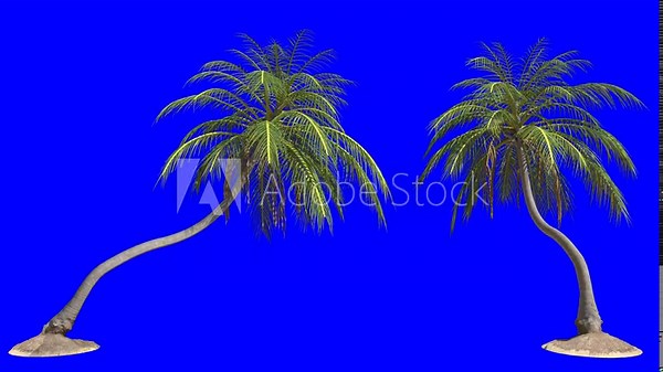 Looping tilted coconut palm tree 3d animation rendering on blue screen background . Palm tree blowing in the wind, Stock Video