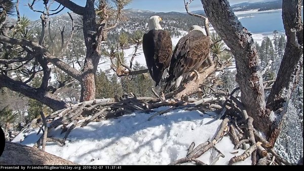 Raw video: Bald eagles mate in California's Big Bear Valley