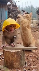 That Hammer Hit the Wrong Head 🐾💥 Cat vs Monkey fight #animals