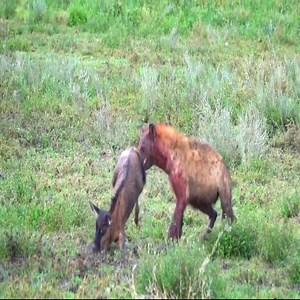 62 Baby Wildebeest Saved From Hyena's Jaws By Its Mum | Animals world