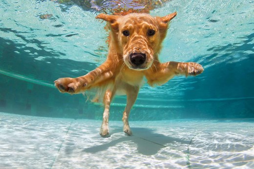 The Top 15 Dog Breeds That Absolutely Hate Swimming and the Water
