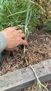 Shallot #homegrown #vegetablegarden #growyourownfood #shallots #harvesting #backyardgarden #gardeninspiration #gardenlove #fypシ゚ | GrowwithChea