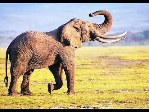 Free elephant sounds, free sound effects 2
