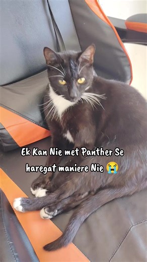 Tohierak back-up (@tohierak2)’s videos with Best Friend (feat. Doja Cat) - Saweetie