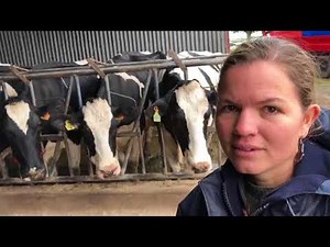 650 dairy farm in Uruguay