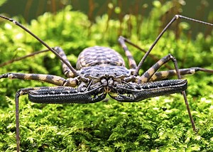 30 Tailless Whip Scorpion Facts (Harmlessly Terrifying!) | Everywhere Wild