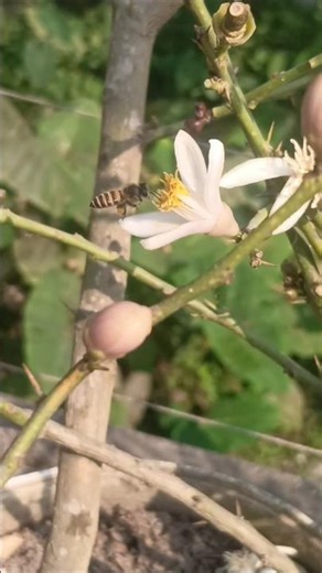 🐝pollination process 😱🐝#garden #viral #ytshorts #youtubeshorts #shorts